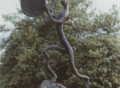 The Dummer, 1989-90, image 3, cropped